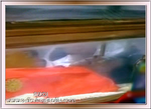 Sacred Photo: Holy & Divine body of Sri Sathya Sai Baba lie in State at Sai Kulwant Hall 